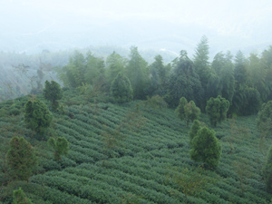 台湾茶