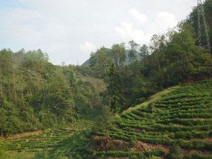 茶畑