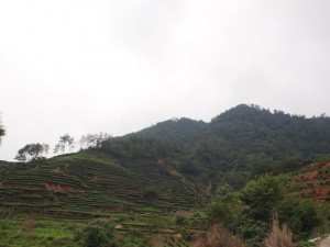 福建省の茶畑