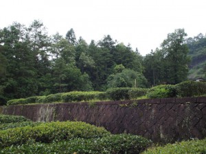 武夷山 御茶園