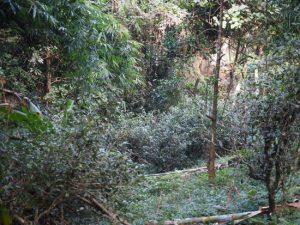 南糯山半坡老寨