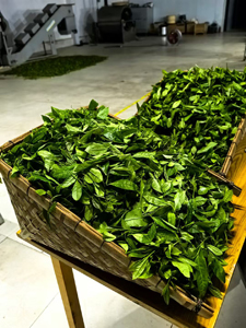 神農架林区老君山