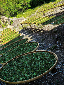 神農架 小野牡丹