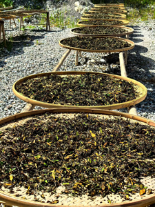 神農架 小野牡丹